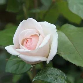 Prince Jardinier Floribunda Rose (Rosa Prince Jardinier) 3